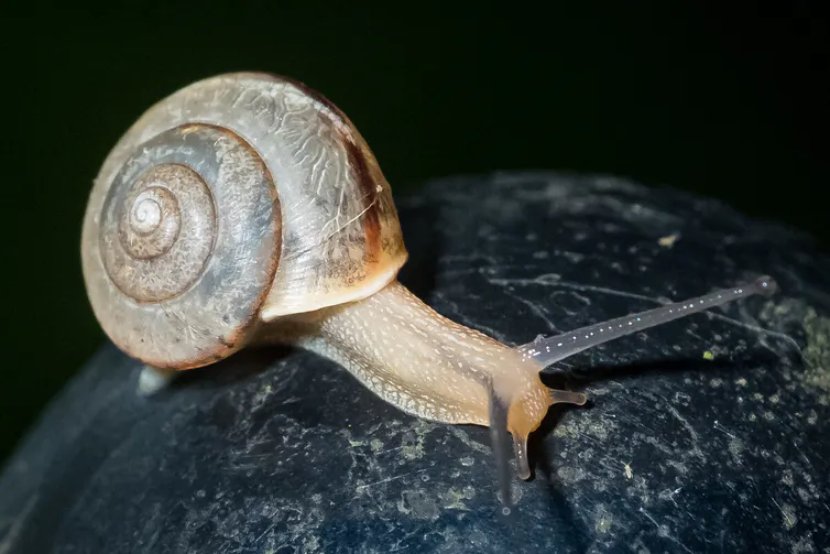 The Asian tramp snail is regarded as a serious pest. Andrew Hardacre, Flickr, CC BY